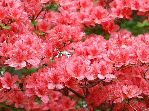 Rhododendron kaempferi var. kaempferi