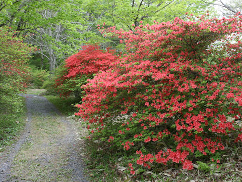 Rhododendron kaempferi var. kaempferi