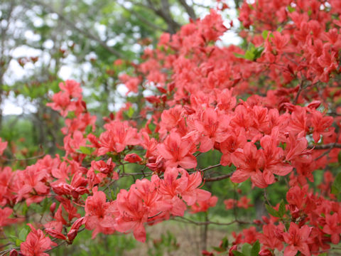 Rhododendron kaempferi var. kaempferi