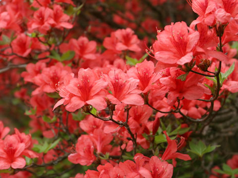 Rhododendron kaempferi var. kaempferi