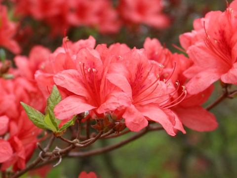 Rhododendron kaempferi var. kaempferi