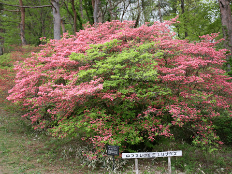 Rhododendron kaempferi var. kaempferi