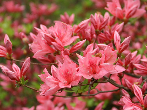 Rhododendron kaempferi var. kaempferi