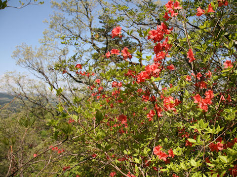 Rhododendron kaempferi var. kaempferi