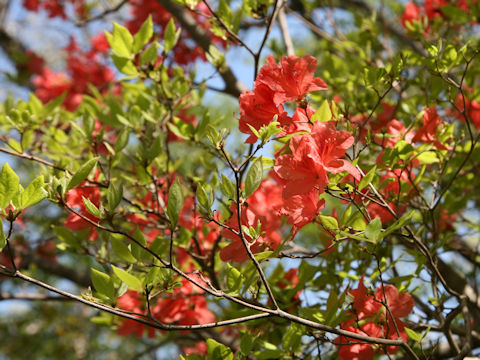 Rhododendron kaempferi var. kaempferi