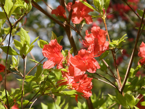 Rhododendron kaempferi var. kaempferi