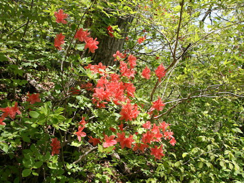 Rhododendron kaempferi var. kaempferi