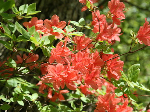 Rhododendron kaempferi var. kaempferi