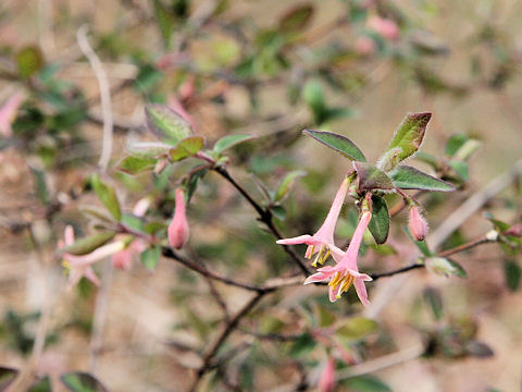 Lonicera gracilipes