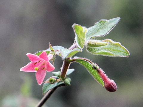 Lonicera gracilipes