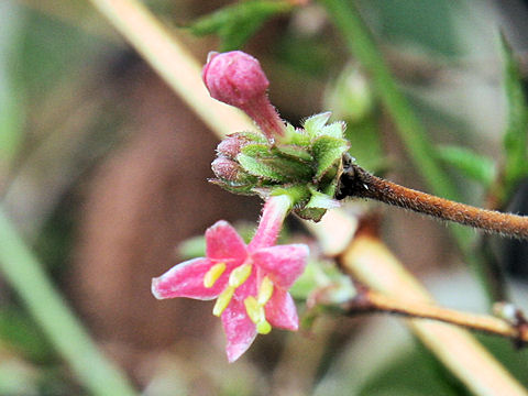 Lonicera gracilipes