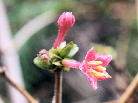 Lonicera gracilipes