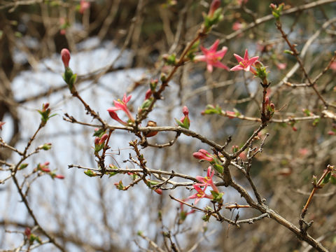 Lonicera gracilipes