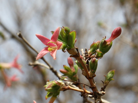 Lonicera gracilipes