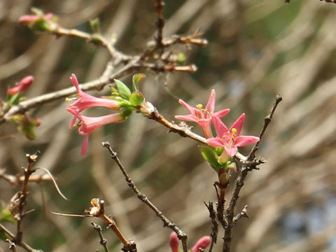 Lonicera gracilipes