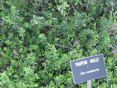 Ilex vomitoria