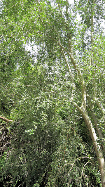 Ilex vomitoria cv. Pendula