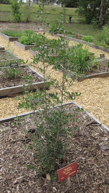 Ilex vomitoria cv. Pendula