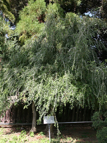 Ilex vomitoria cv. Pendula
