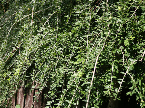 Ilex vomitoria cv. Pendula