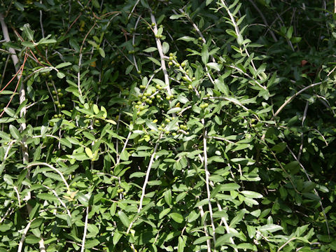 Ilex vomitoria cv. Pendula