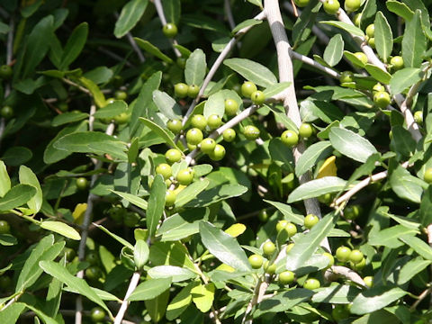 Ilex vomitoria cv. Pendula