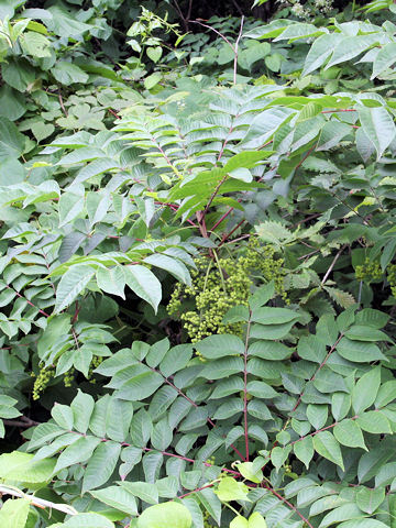 Rhus tricocarpa