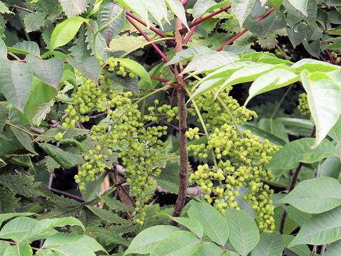 Rhus tricocarpa