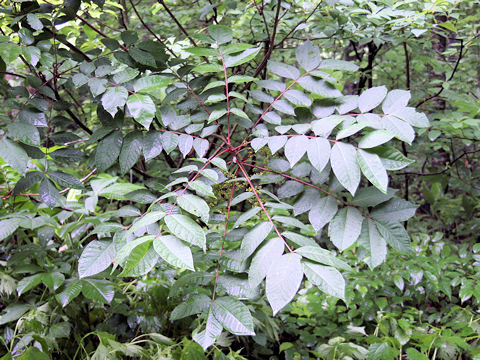 Rhus tricocarpa