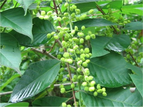 Rhus tricocarpa