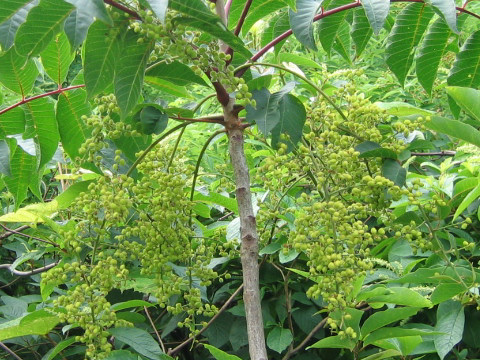 Rhus tricocarpa