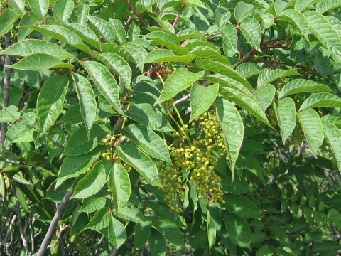 Rhus tricocarpa