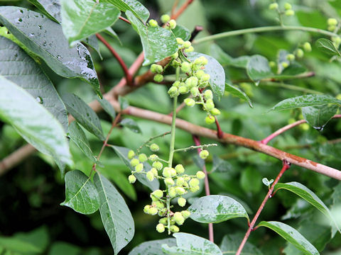 Rhus tricocarpa