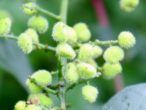 Rhus tricocarpa