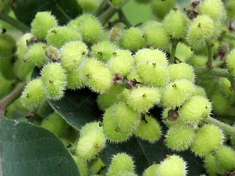 Rhus tricocarpa