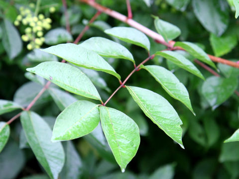 Rhus tricocarpa