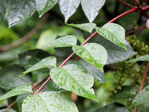 Rhus tricocarpa