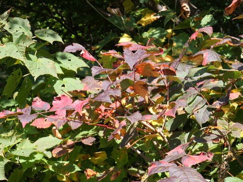 Rhus tricocarpa