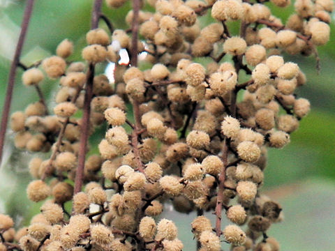 Rhus tricocarpa