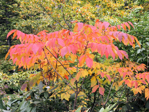 Rhus tricocarpa