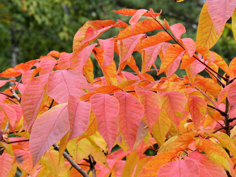 Rhus tricocarpa