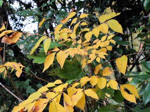 Rhus tricocarpa