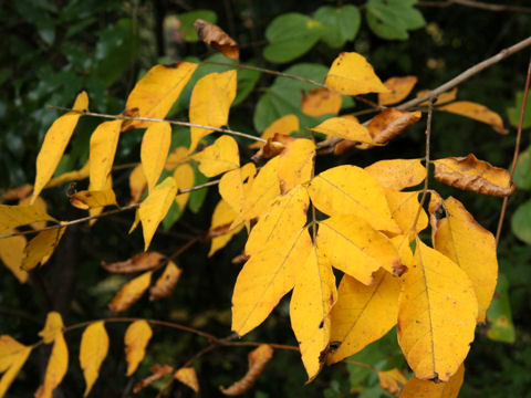 Rhus tricocarpa