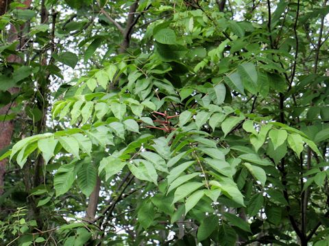 Rhus tricocarpa