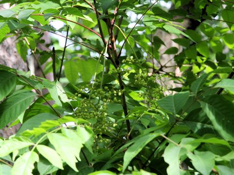 Rhus tricocarpa