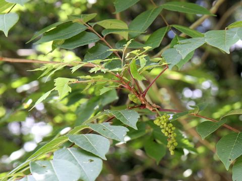 Rhus tricocarpa