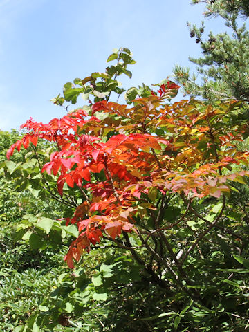 Rhus tricocarpa