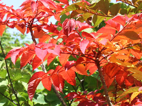 Rhus tricocarpa