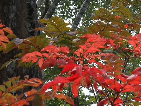 Rhus tricocarpa