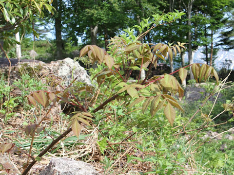 Rhus tricocarpa